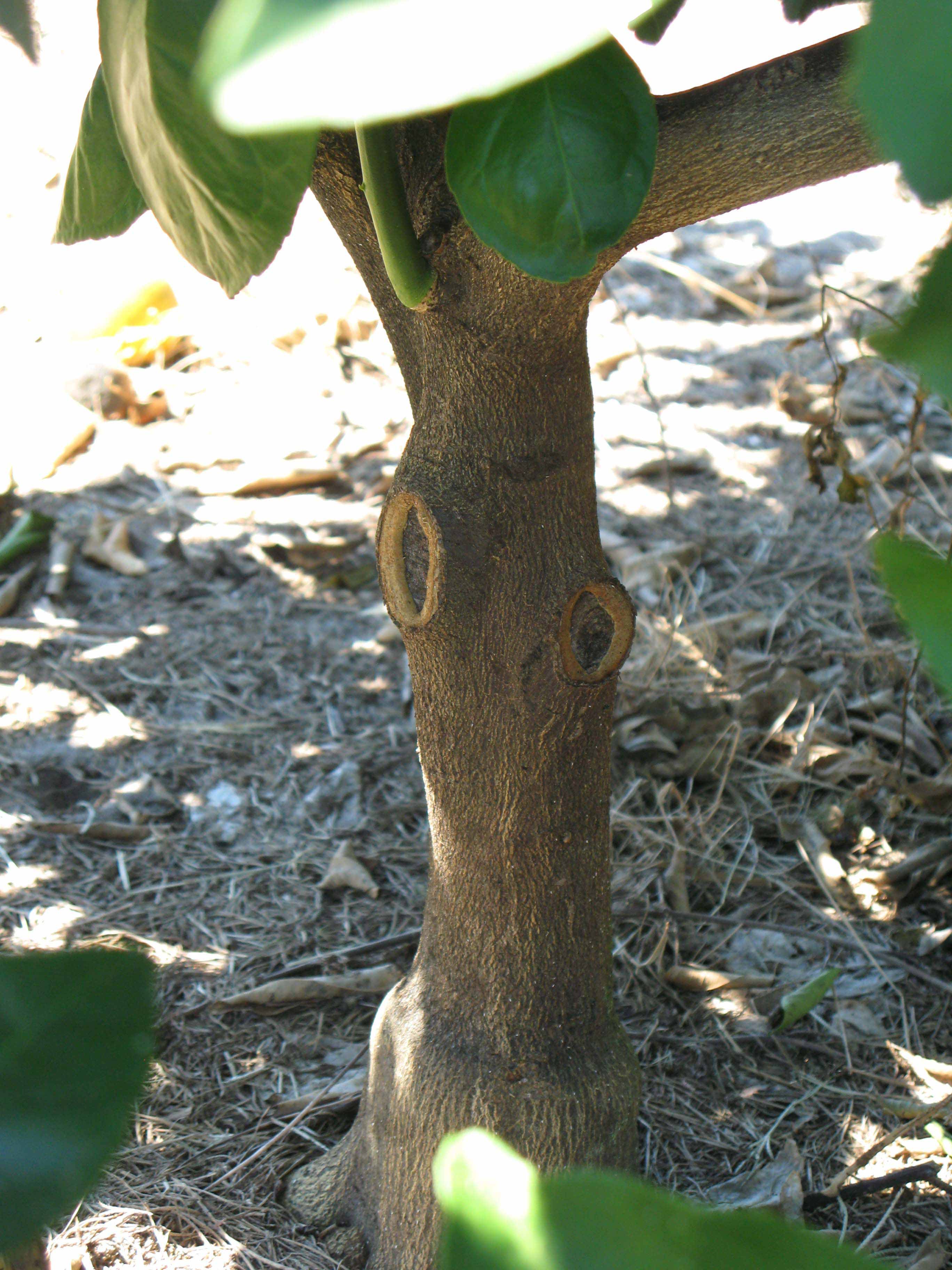            Bark (Winter Haven, FL)   